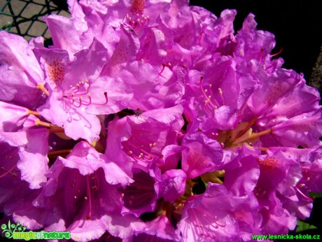 Pěnišník - květy - Rhododendron - Foto Andrea Horová (2)