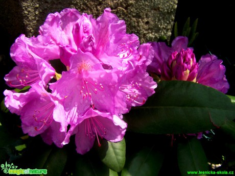Pěnišník - květy - Rhododendron - Foto Andrea Horová (3)