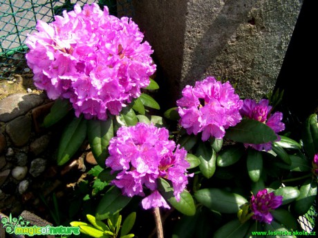 Pěnišník - květy - Rhododendron - Foto Andrea Horová