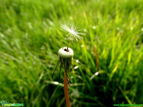 Smetanka lékařská - po odkvetení - Taraxsacum officinale -  Foto Karel Kříž