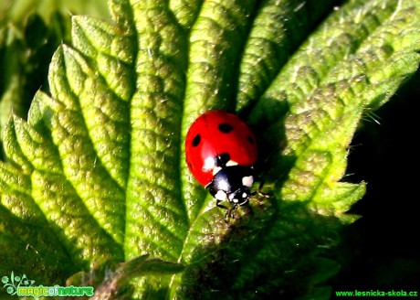 Slunéčko sedmitečné - Coccinella septempunctata - Foto Olda Smutný