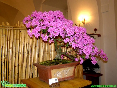 Azalka japonská - Azalea japonica - Foto manželé Pafelovi (2)