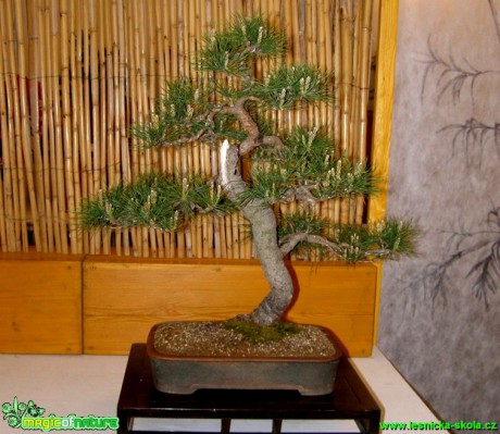 Borovice lesní - Pinus sylvestris - Foto manželé Pafelovi (1)