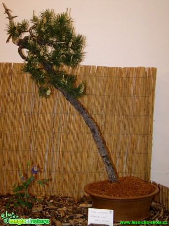 Borovice lesní - Pinus sylvestris - Foto manželé Pafelovi (2)