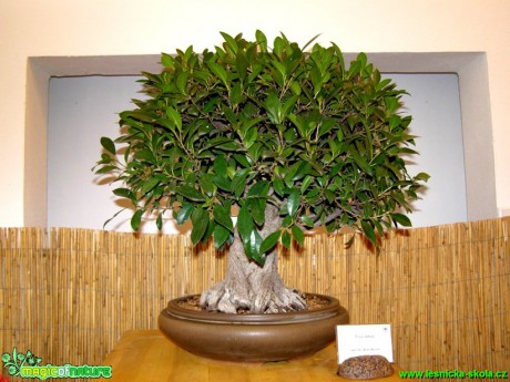 Fíkovník tajvanský - Ficus retusa - Foto manželé Pafelovi