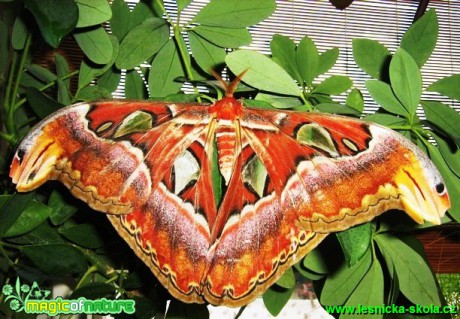 Attacus atlas (11) - Foto Jaroslav Dlouhý