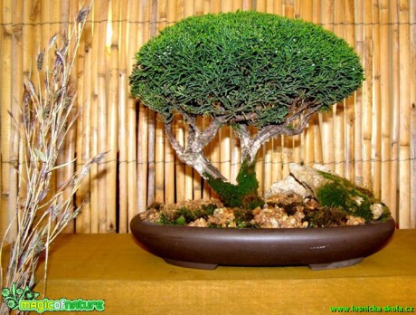Jalovec čínský - Juniperus chinensis - Foto manželé Pafelovi
