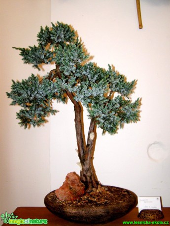 Jalovec šupinatý - Juniperus squamata - Foto manželé Pafelovi