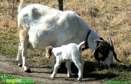Kozy a kůzlata z farmy - Foto Eliška Devátá (14)