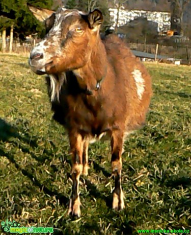 Kozy a kůzlata z farmy - Foto Eliška Devátá