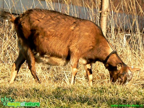 Kozy a kůzlata z farmy - Foto Eliška Devátá (1)