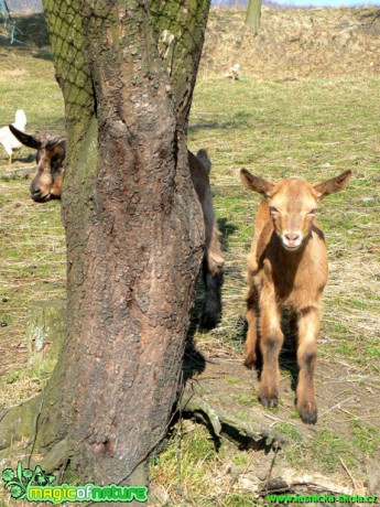Kozy a kůzlata z farmy - Foto Eliška Devátá (2)