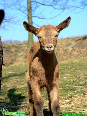 Kozy a kůzlata z farmy - Foto Eliška Devátá (3)