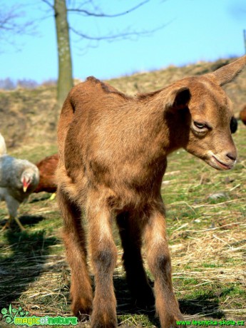 Kozy a kůzlata z farmy - Foto Eliška Devátá (5)