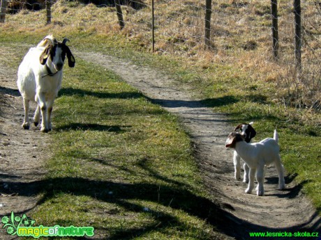 Kozy a kůzlata z farmy - Foto Eliška Devátá (6)