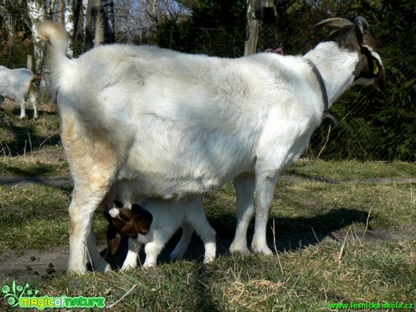 Kozy a kůzlata z farmy - Foto Eliška Devátá (7)