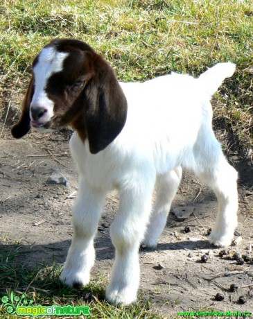 Kozy a kůzlata z farmy - Foto Eliška Devátá (9)