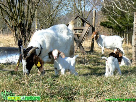 Kozy a kůzlata z farmy - Foto Eliška Devátá (10)