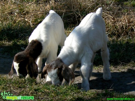 Kozy a kůzlata z farmy - Foto Eliška Devátá (12)
