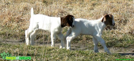 Kozy a kůzlata z farmy - Foto Eliška Devátá (13)