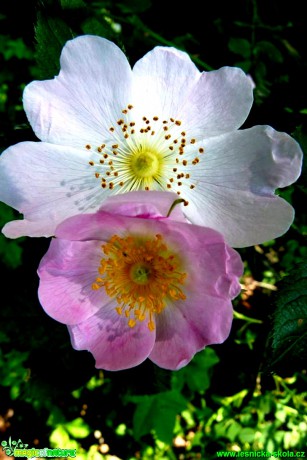 Růže šípková - Rosa canina - Foto Ivana Šťastná