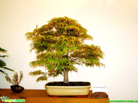 Javor dlanitolistý - Acer palmatum - Foto manželé Pafelovi (3)