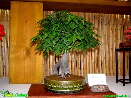 Javor dlanitolistý - Acer palmatum - Foto manželé Pafelovi (4)