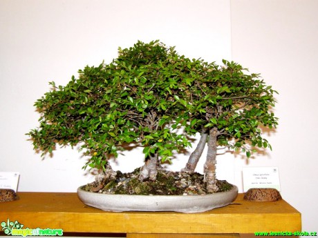 Jilm čínský - Ulmus parvifolia - Foto manželé Pafelovi (1)