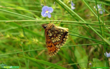 Hnědásek jitrocelový - Melitaea athalia - Foto Pavel Stančík