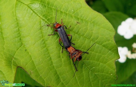 Páteříček - Cantharis - Foto Pavel Stančík