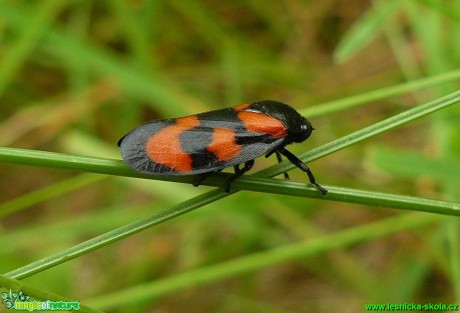 Pěnodějka červená - Cercopis vulnerata - Foto Pavel Stančík