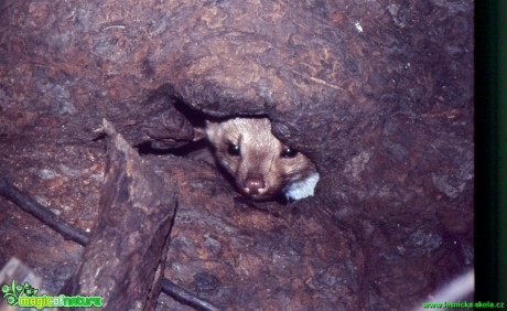 Kuna skalní - Martes foina - Foto Gerd Ritschel (3)