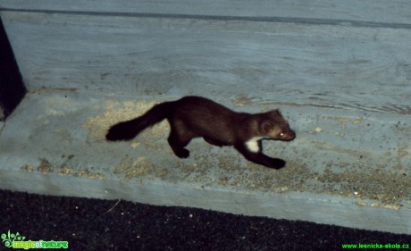 Kuna skalní - Martes foina - Foto Gerd Ritschel (4)