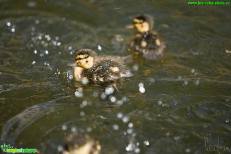 Kachna divoká -  Anas platyrhynchos - Foto Jiří Křivánek (3)