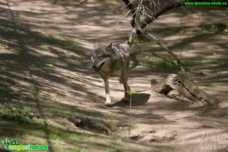 Vlk obecný - Canis lupus - Foto Jiří Křivánek (4)
