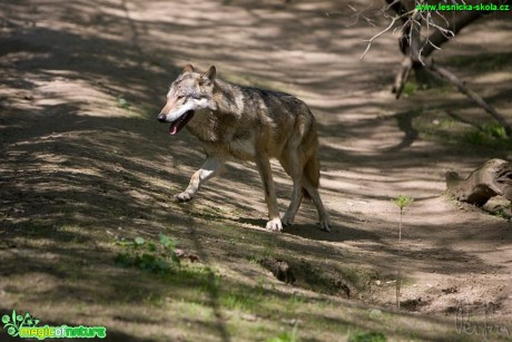 Vlk obecný - Canis lupus - Foto Jiří Křivánek (5)