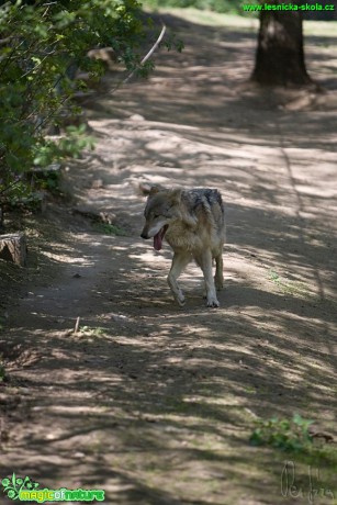 Vlk obecný - Canis lupus - Foto Jiří Křivánek (6)