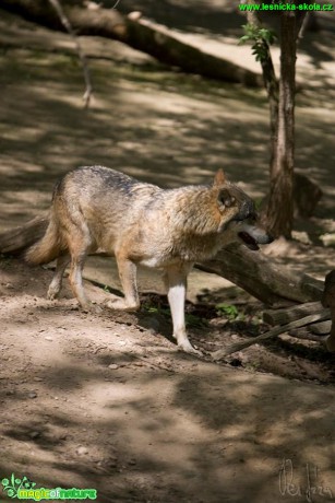 Vlk obecný - Canis lupus - Foto Jiří Křivánek