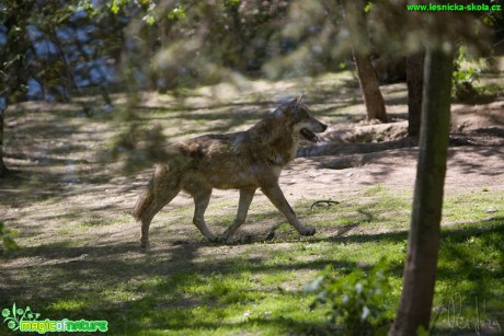 Vlk obecný - Canis lupus - Foto Jiří Křivánek (1)