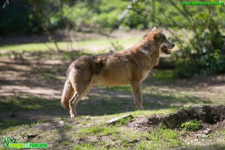 Vlk obecný - Canis lupus - Foto Jiří Křivánek (2)