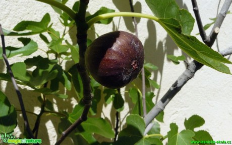 Fíkovník smokvoň - Ficus carica - Foto Pavel Stančík