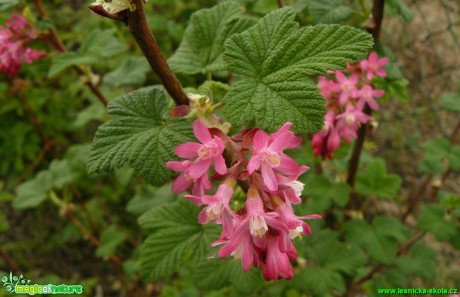 Meruzalka krvavá - Ribes sanguineum - Foto Pavel Stančík