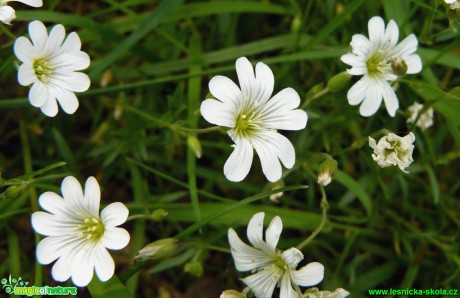 Ptačinec velkokvětý - Stellaria holostea - Foto Pavel Stančík