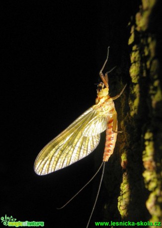 Jepice sp. - Foto Jaroslav Dlouhý