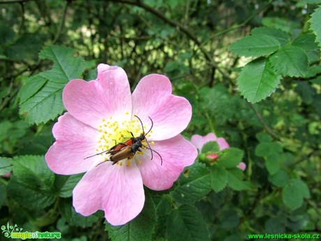 Na květu růže - Foto Rasťo Salčík