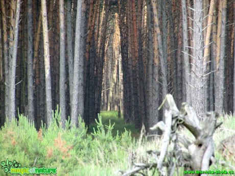 Brána do lesa - Foto Rasťo Salčík