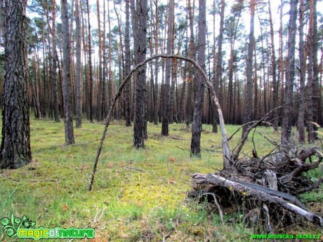 V lese - Foto Rasťo Salčík (1)