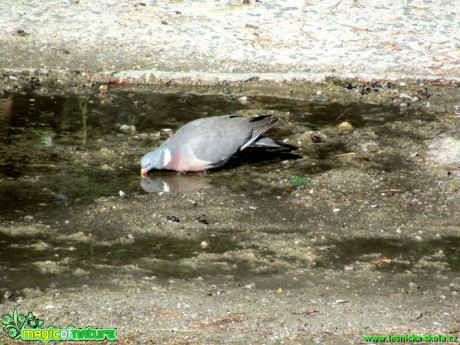 Holub hřivnáč - Columba palumbus - Foto Rasťo Salčík (1)