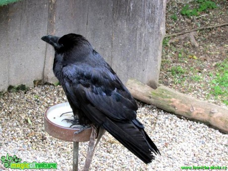Krkavec velký - Corvus corax - Foto Rasťo Salčík