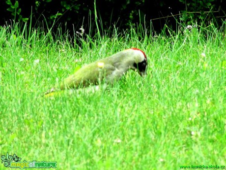 Žluna zelená -  Picus viridis - Foto Rasťo Salčík (1)